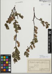 Foto von Salix myrsinifolia Salisb. x Salix phylicifolia L.